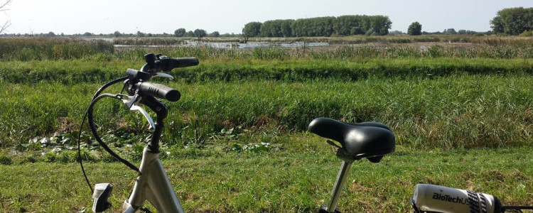 Balatonfenyves-Wildwasser-Sumpf