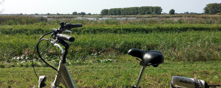 Balatonfenyves-Wildwasser-Sumpf